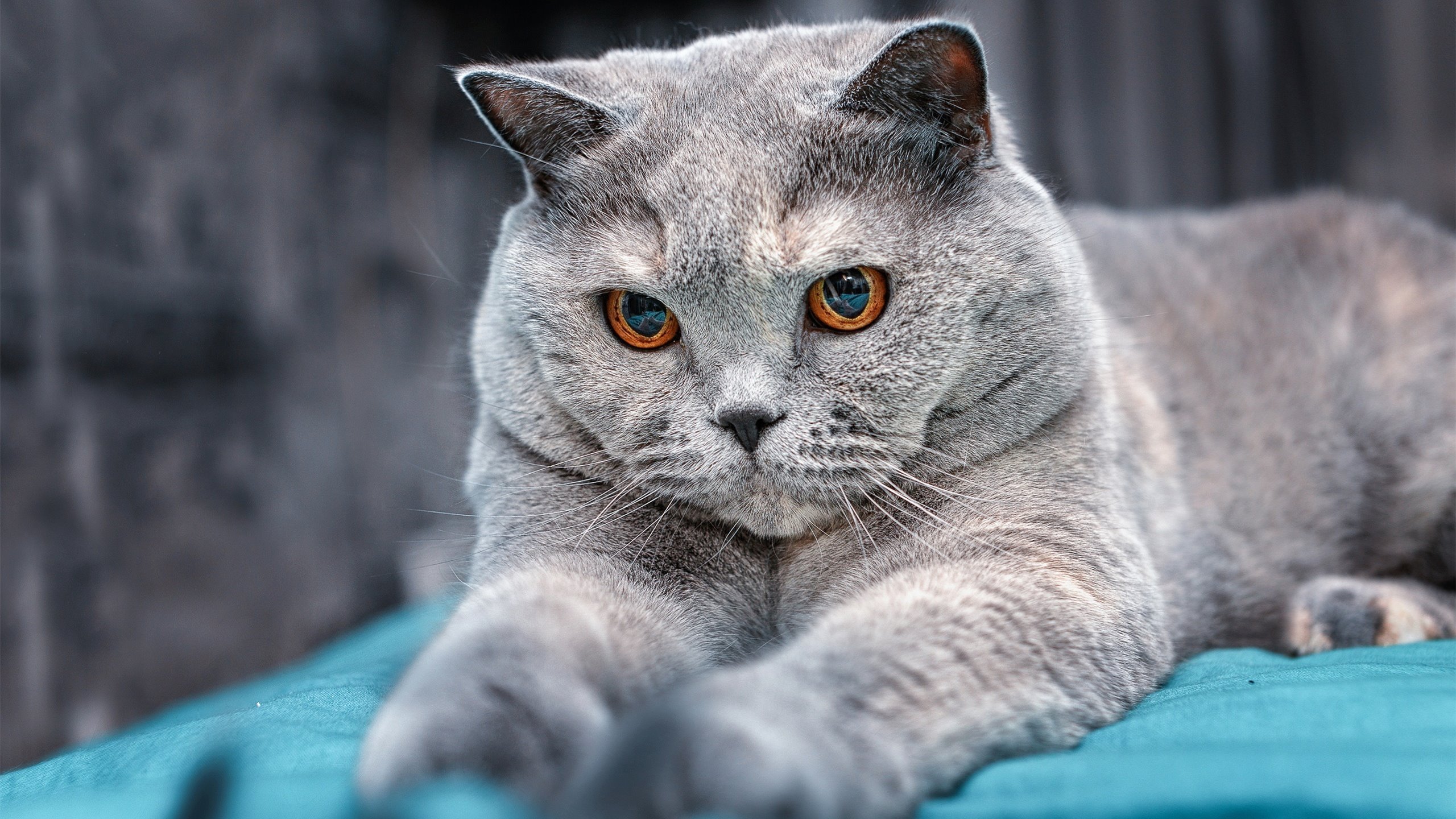 九游体育下载-中国队赛场表现赢得观众喝彩,中国队比赛怎么样