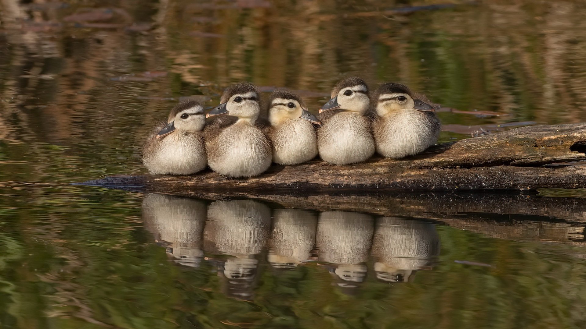 九游娱乐平台-佩拉卡尼亮相蝶泳决赛引热议,佩拉斯卡