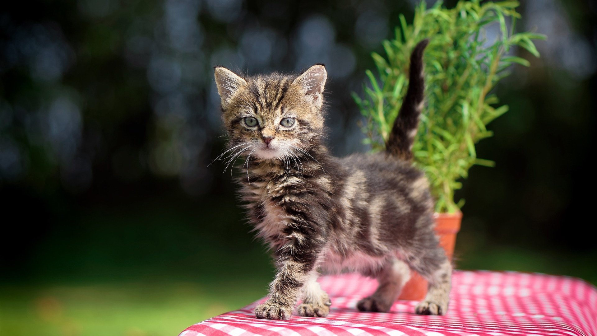 九游娱乐平台-佩拉卡尼亮相蝶泳决赛引热议,佩拉斯卡